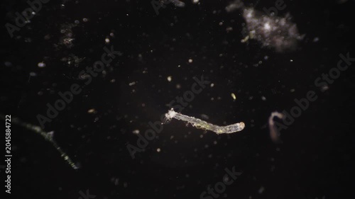 Detailed observation of tiny aquatic organisms in laboratory setting