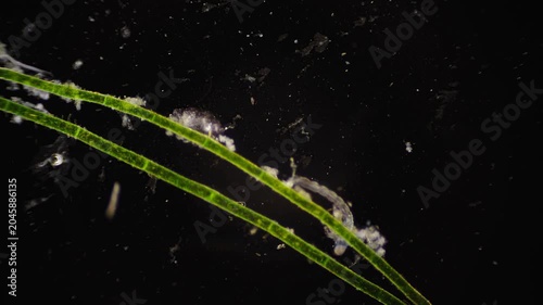 Detailed observation of green filamentous algae in natural environment