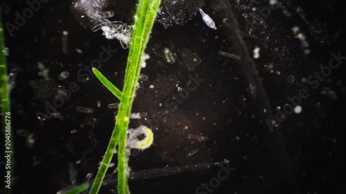 Embryonic stages seen in microscopic freshwater snail eggs within moss