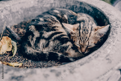 Bild auf Leinwand Homeless fluffy funny domestic cat pet animal curl up and sleep on city street