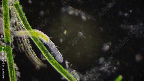Examination of delicate underwater filaments and suspended particles