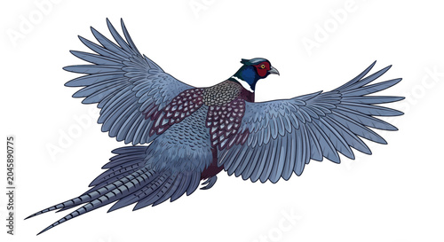 Fotografía Pheasant in flight with wings spread.