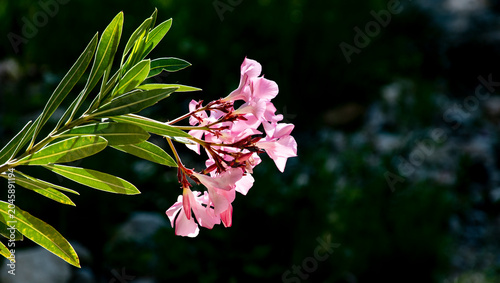 Konstfotografi Nerium oleander o adelfa, baladre, laurel de flor, rosa laurel, trinitaria y en algunos casos como laurel romano