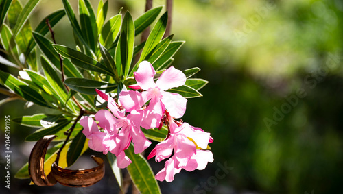 Billede på lærred Nerium oleander o adelfa, baladre, laurel de flor, rosa laurel, trinitaria y en algunos casos como laurel romano