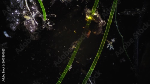 Detailed scene of microscopic creatures and luminous environment