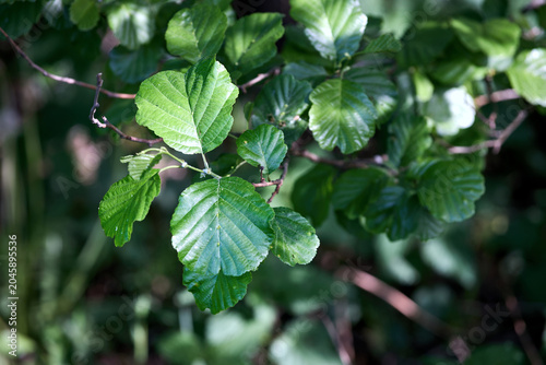 Tableau sur toile Close-up of vibrant green, serrated leaves on branch of common alder tree