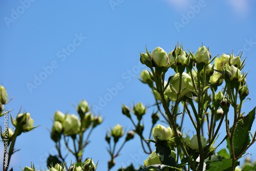 Photos まもなく開花する膨らんだ薔薇の蕾