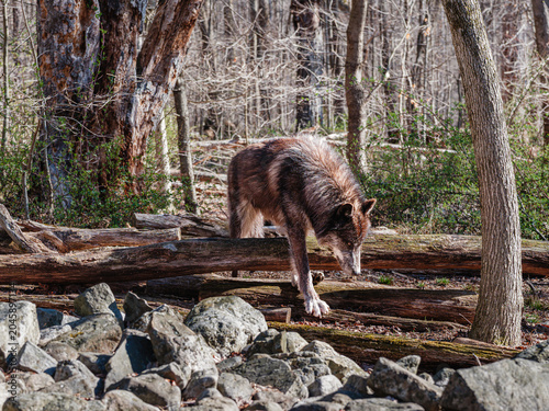 Dark Wolf Crossing Fallen Logs in Woodland Habitat
