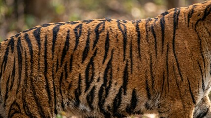 Close-up of Tiger's Striped Fur in Natural Habitat