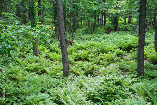 Fotografie 初夏の北海道・支笏湖畔の森に広がる美しいシダの群生と瑞々しい原生林  Lush fern community and fresh green primeval
