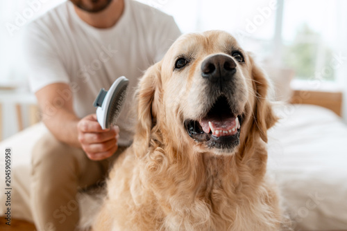 фотографія Man grooming golden retriever dog brushing fur
