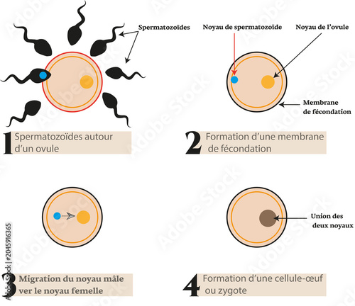 Fotografie Diagram of the stages of fertilization and zygote formation.