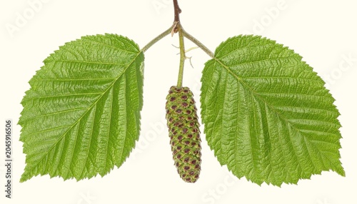 Oval alder leaves and small woody cones with catkins isolated on white background, riparian nitrogen-fixing tree botanical close-up
