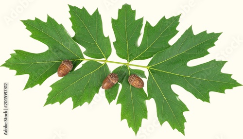 Pinnate hickory leaves and hard-shelled hickory nuts isolated on white background, dense hardwood tree botanical close-up