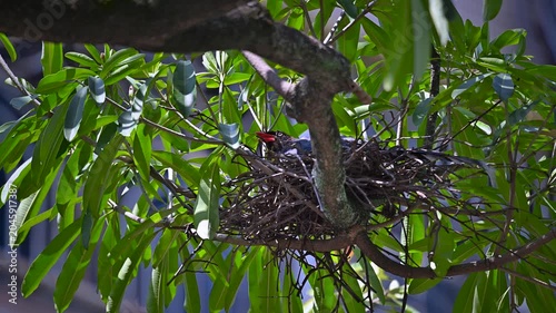A Taiwan Blue Magpie resting inside its nest built on a tree branch in Songshan, Taipei, Taiwan, captured on a sunny day in May.