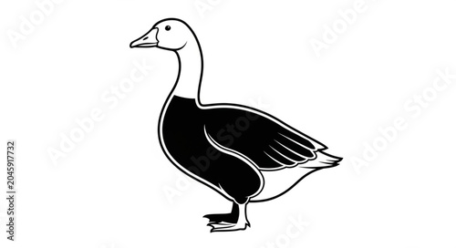 duck isolated on white