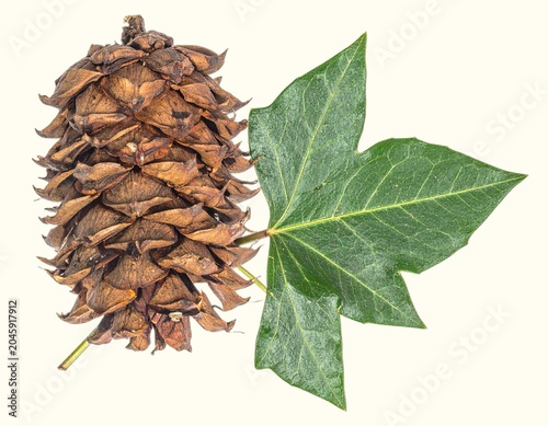 Rigid triangular monkey puzzle leaves and large spiny cones isolated on white background, prehistoric conifer botanical close-up