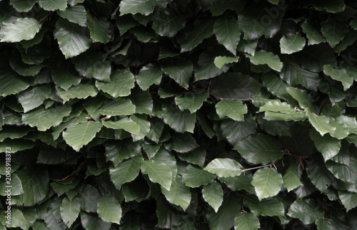 dark green beech hedge foliage close-up background. Full frame texture of fresh hornbeam leaves. Natural moody green wall