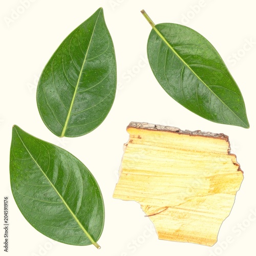 Small sandalwood leaves and pale yellow heartwood fragment isolated on white background, aromatic medicinal tree botanical detail