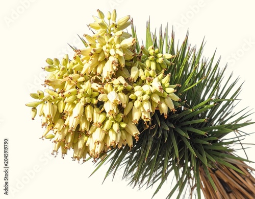 Spiky Joshua tree leaves and creamy-white flower clusters isolated on white background, iconic desert yucca botanical photography