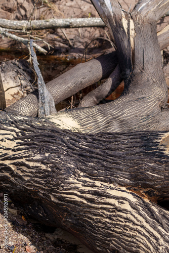 Slika na platnu Close-up of fallen tree trunks, with a distinctive contrast between fissured bark ridges and white beach sand in the grooves
