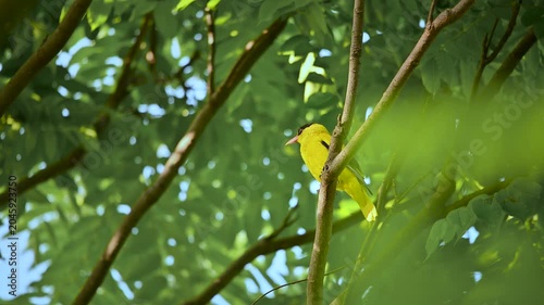 A vibrant yellow Black-naped Oriole bird perched on a tree branch in Xindian, New Taipei City, Taiwan, surrounded by lush green foliage.