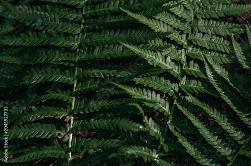 Sunlit green fern foliage in forest environment. Mindfulness, mental restoration, stress relief.