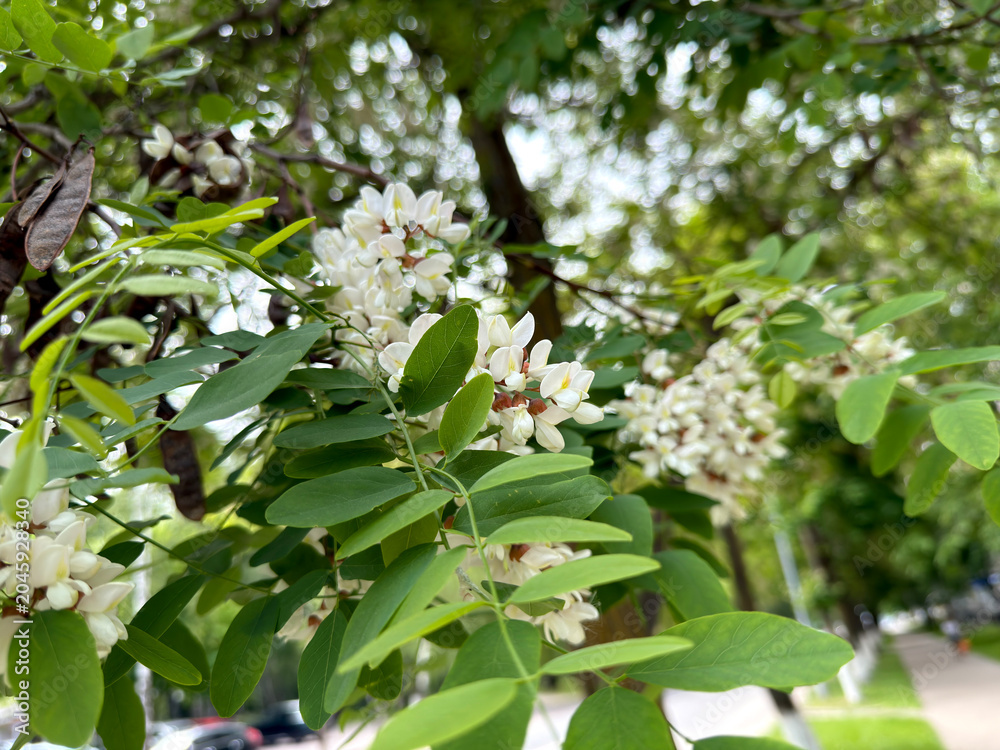 Obraz premium White acacia flowers blooming on a tree branch in spring
