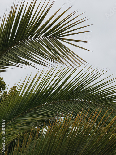 Close-Up of Palm Leaves Against a Cloudy Sky