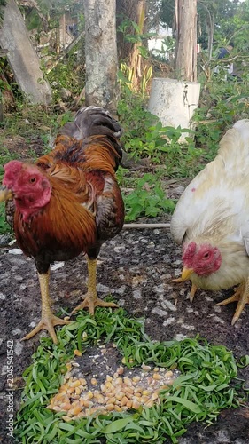 Two Chickens Eating Corn Heart Banana Leaf Borneo Farm Close Up Natural