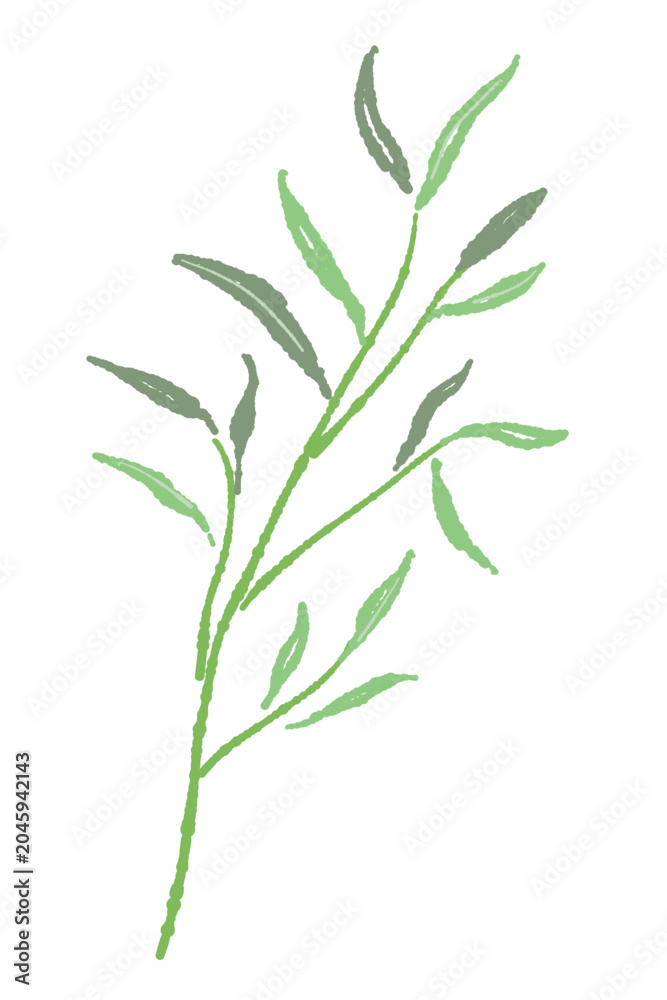 Obraz premium Single Willow Eucalyptus Branch Vector