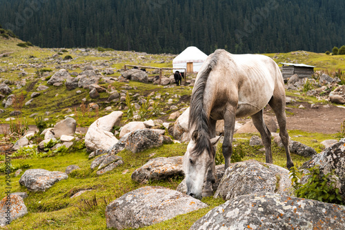Schilderij op canvas Grey horse grazing in a rocky mountain meadow near a traditional Kyrgyz yurt