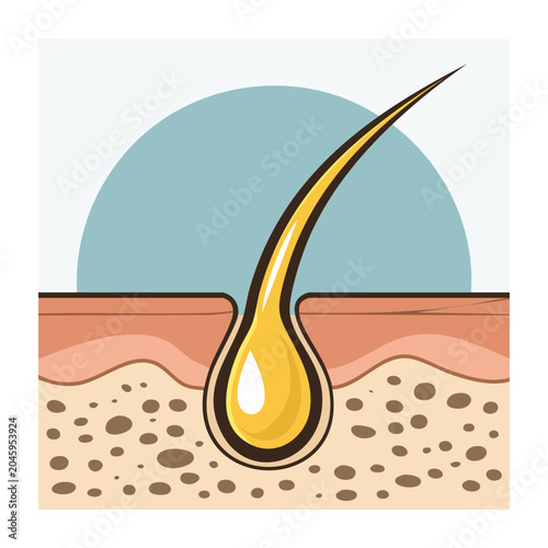 Illustration of a hair follicle with oil droplet in skin layers