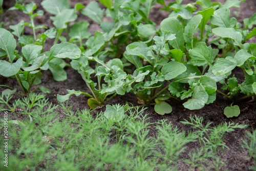 green beds with fragrant arugula and dill