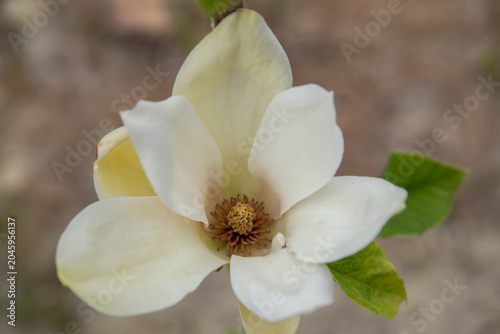 The delicate and fragile magnolia sensation blooms in spring.