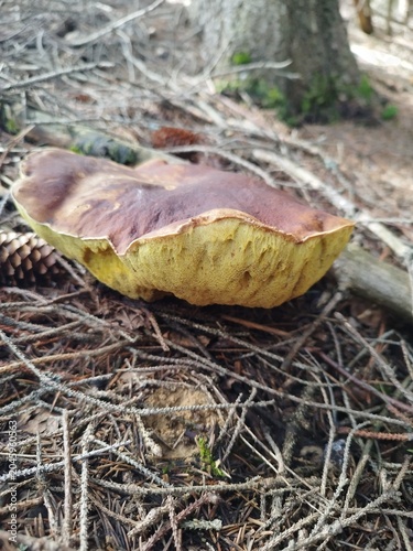 Close-up of a wild edible bay bolete mushroom growing on a forest floor among pine needles