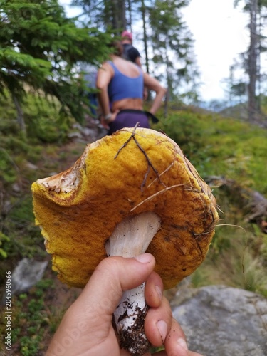 POV of a hand holding an edible forest mushroom with hikers walking ahead in the Carpathians