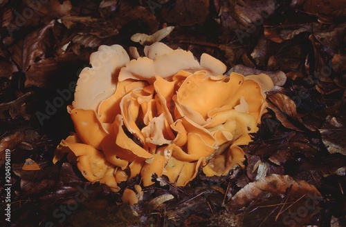 Aleuria aurantia or orange peel fungus