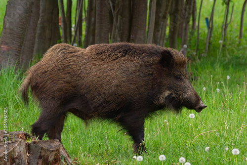 Obraz na plátně Wild Boar in Forest Meadow  | Dzik na leśnej łące