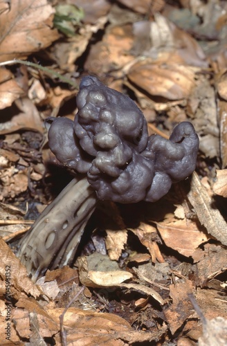 Obraz na płótnie Helvella lacunosa or fluted black elfin saddle