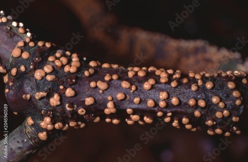 Konstfotografi Nectria sp oe Coral Spot or Nectria Canker.