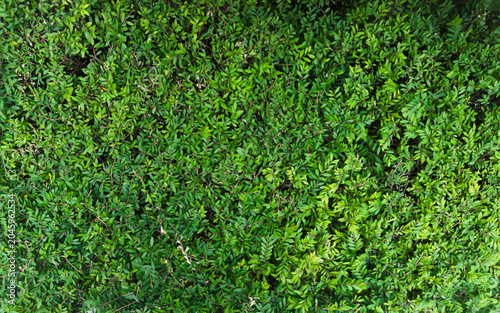 Fotografía Dense green bush foliage pattern