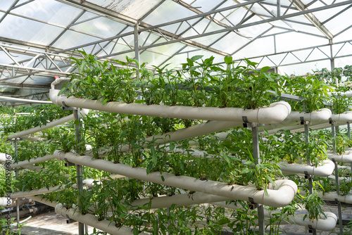 Hydroponic plants growing in greenhouse farming system