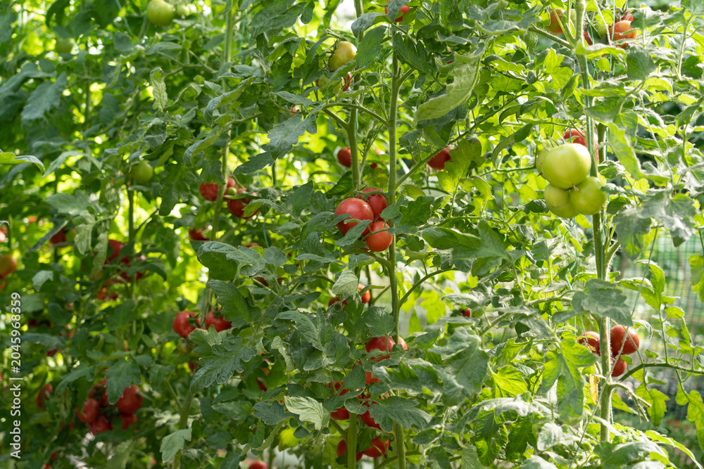 Obraz premium Ripe and unripe tomatoes growing on abundant plants