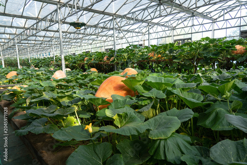 Canvas Print Giant pumpkins growing in an autumn farm greenhouse
