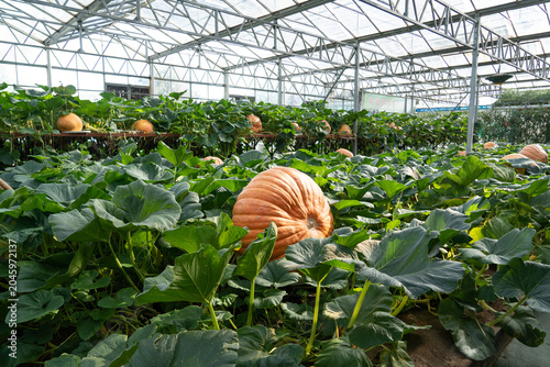 Εκτύπωση καμβά Giant pumpkins growing in an autumn farm greenhouse