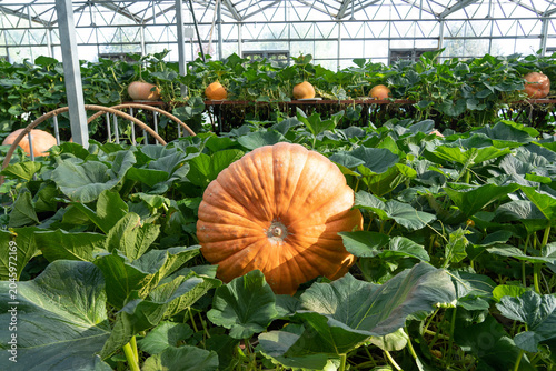 Foto Giant pumpkins growing in an autumn farm greenhouse