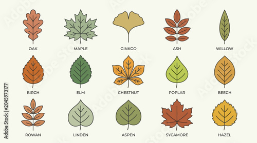Konstfotografi A flat lay of various types of leaves with labels on a beige background, showcasing different shapes and colors in a botanical illustration style