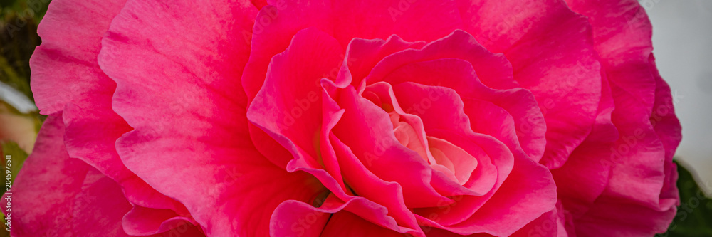 Obraz premium Bright pink rose in full bloom on a sunny day in a garden setting showing the beauty of nature and flowers