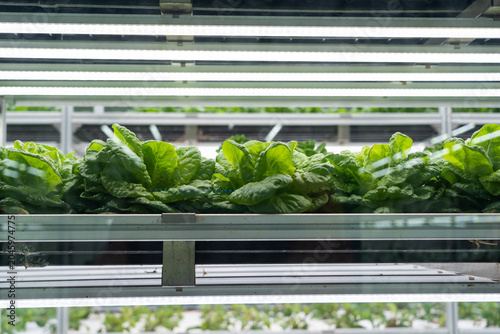 Φωτογραφία Vertical farm cultivating fresh vegetables with led lighting